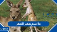 ما اسم صغير الكنغر