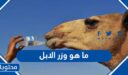 ما هو وزر الابل