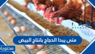 متى يبدا الدجاج بانتاج البيض
