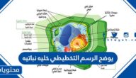 يوضح الرسم التخطيطي خليه نباتيه