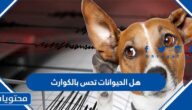 هل الحيوانات تحس بالكوارث