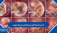 تسمى المرحله التي يمر بها الجنين في اول شهرين