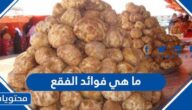 ما هي فوائد الفقع السعودي