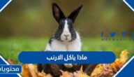 ماذا ياكل الارنب