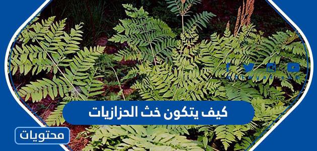 كيف يتكون خث الحزازيات - موقع محتويات