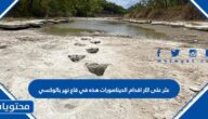 عثر على اثار اقدام الديناصورات هذه في قاع نهر بالوكسي