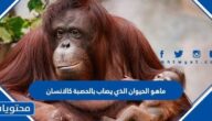 ماهو الحيوان الذي يصاب بالحصبة كالانسان