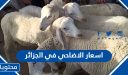 اسعار الاضاحي 2025 في الجزائر