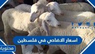 اسعار الاضاحي 2023 في فلسطين