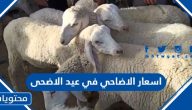 اسعار الاضاحي في عيد الاضحى 2025 / 1446 واماكن بيعها في السعودية