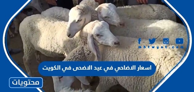 اسعار الاضاحي في عيد الاضحى في الكويت 2024 واماكن بيعها