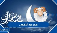 صور عيد الاضحى المبارك 2025 / 1446 جاهزة للاستخدام والمعايدة