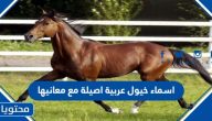 اسماء خيول عربية اصيلة مع معانيها 2025