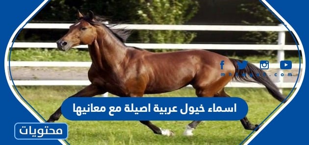 اسماء خيول عربية اصيلة مع معانيها 2024