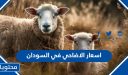 اسعار الاضاحي 2025 في السودان