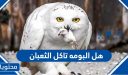 هل البومه تاكل الثعبان