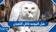 هل البومه تاكل الثعبان