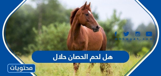 هل لحم الحصان حلال أم حرام في الإسلام
