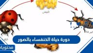 مراحل دورة حياة الخنفساء بالصور