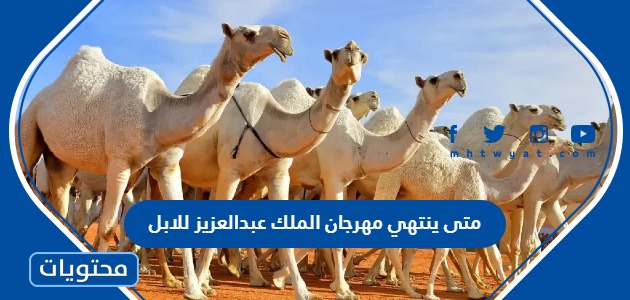 متى ينتهي مهرجان الملك عبدالعزيز للابل 2024