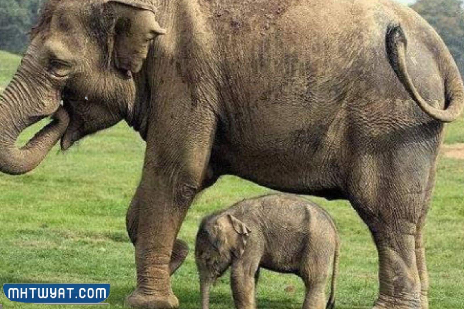 هل الفيل يلد ام يبيض