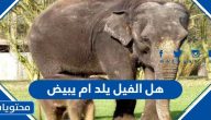هل الفيل يلد ام يبيض