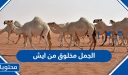الجمل مخلوق من ايش