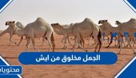 الجمل مخلوق من ايش