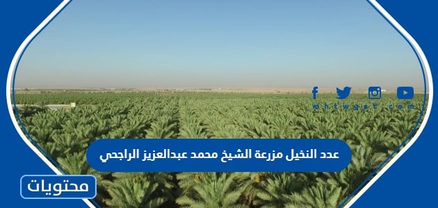 كم عدد النخيل في مزرعة الشيخ محمد عبدالعزيز الراجحي 2024