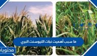 ما سبب أهميت نبات التيوسنت البري