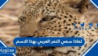 لماذا سمي النمر العربي بهذا الاسم