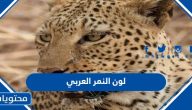 ماهو لون النمر العربي
