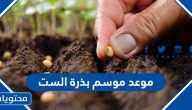 موعد موسم بذرة الست 1445 – 2024 متى يبدا ومتى ينتهي وكم مدته