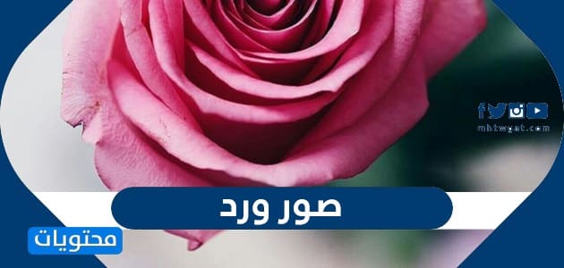 صور ورد 2024 أجمل صور وردود جميلة وجذابة