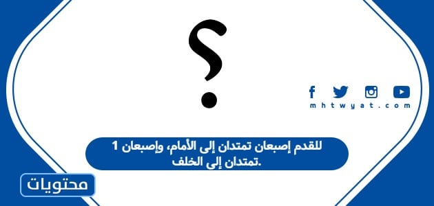 1 للقدم إصبعان تمتدان إلى الأمام، وإصبعان تمتدان إلى الخلف