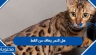 هل النمر يخاف من القط