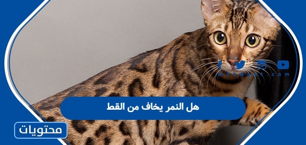 هل النمر يخاف من القط